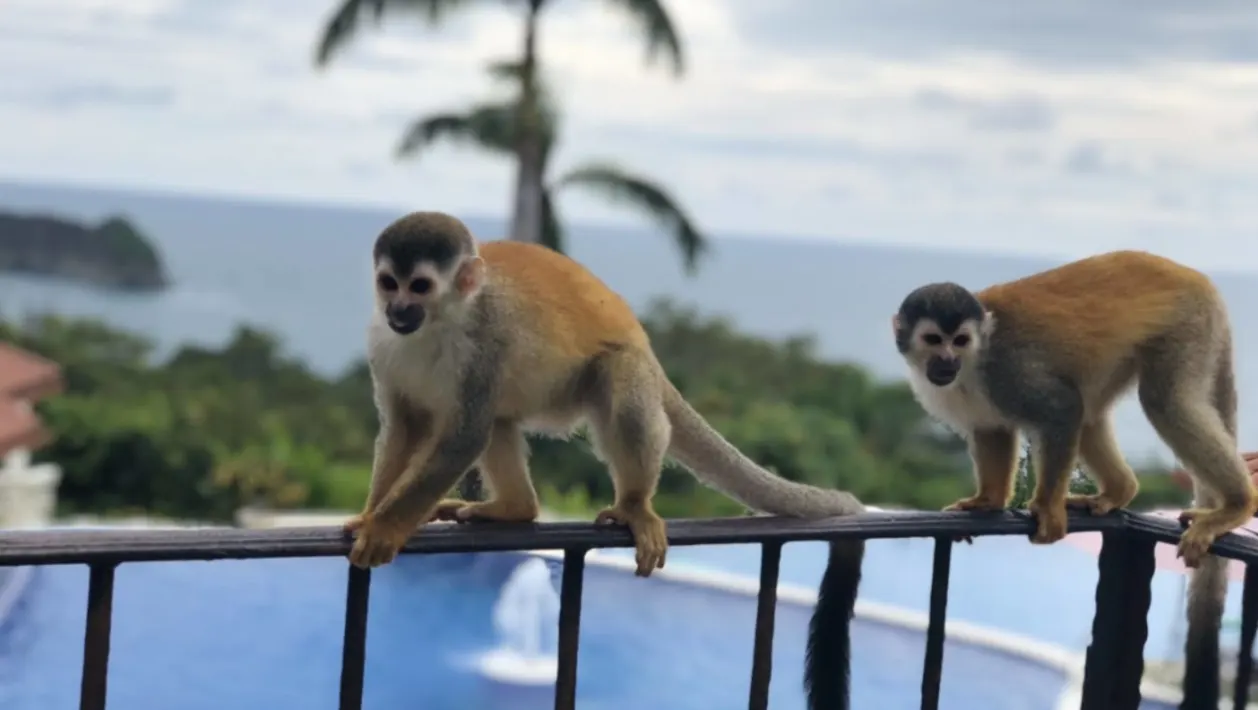Monkeys on a balcony ledge at Parador Nature Resort & Spa
